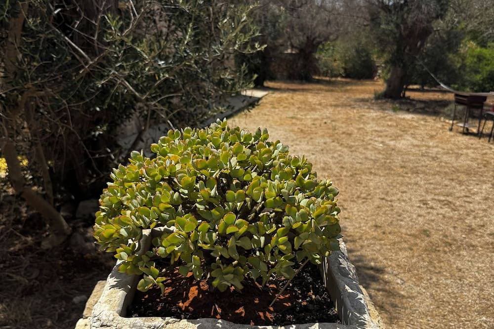 Foto 10 von 30: Salento: In San Gregorio Villa Mit Civeury Olive Grove, Garten Und Porch