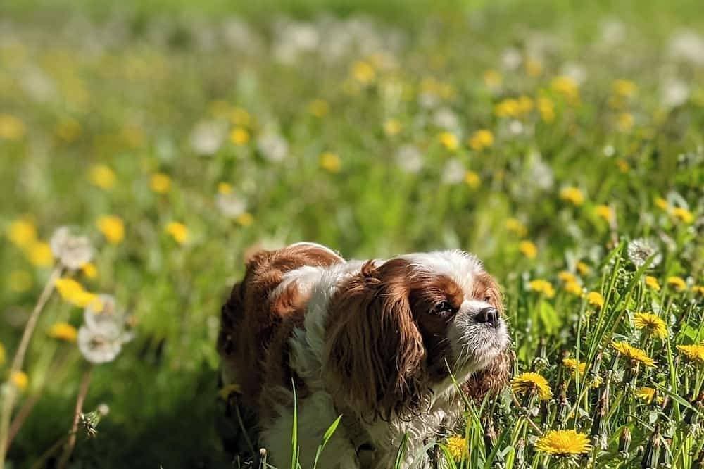 Foto 12 von 26: 2 Zimmer Apartment | 500m zum Strand, großer Balkon am Waldrand gelegen