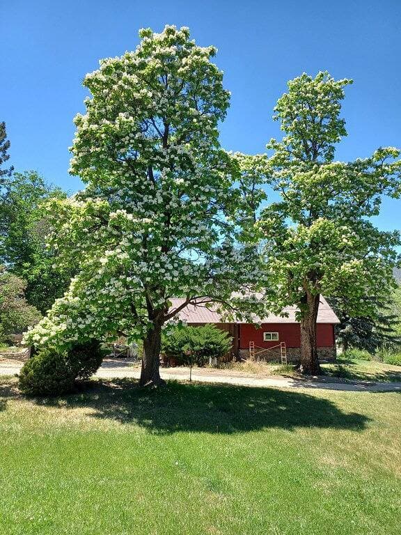 Catalpa Cottage is named after the giant Catalpa trees surrounding the cottage ~ 1