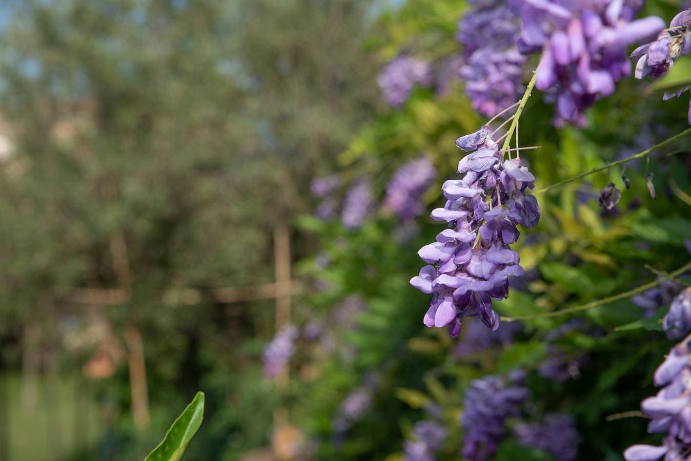 Foto 10 von 37: Mit großem Garten und ruhiger Lage – Villetta Corbezzolo