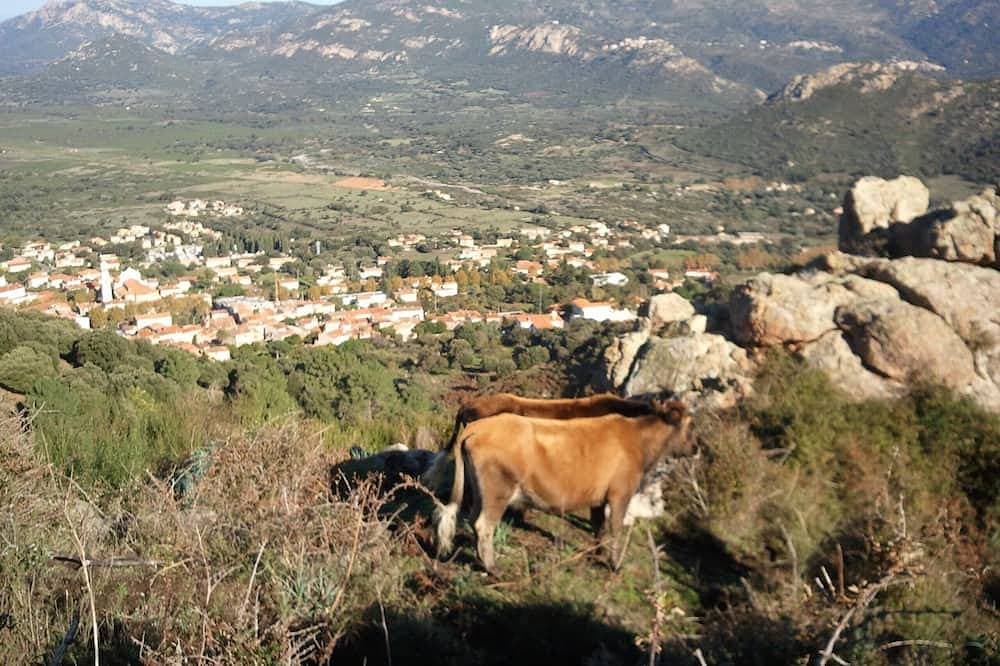 Foto 10 von 15: Studio 30m² Charakter zwischen Land und Meer - 8 km von Calvi Promo Mai