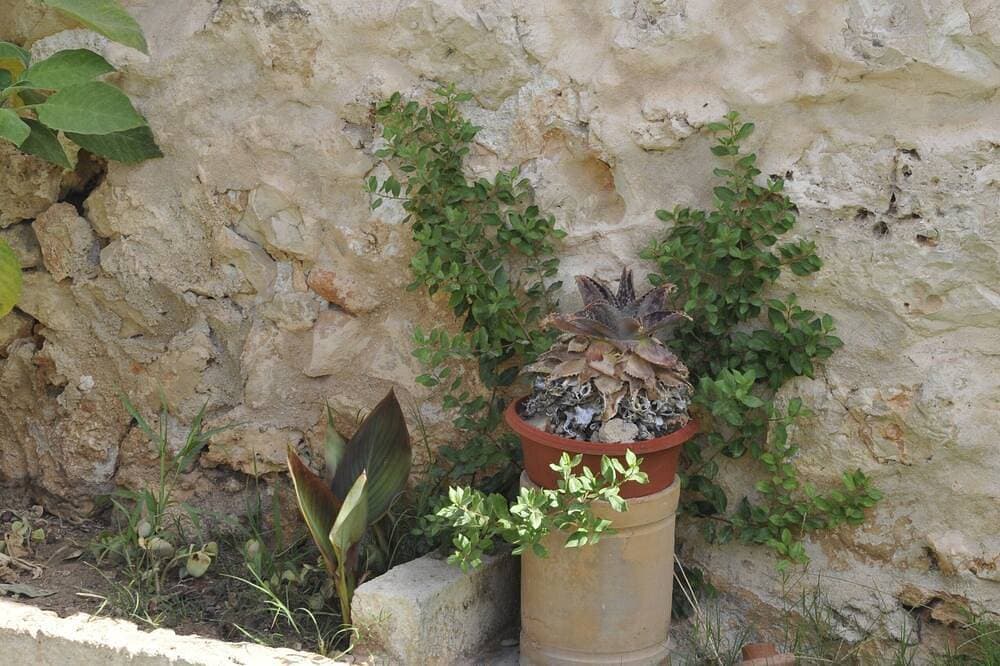 Foto 12 von 24: Wunderschöne Finca mit Pool und Sommerküche, die keine Wünsche offen läßt