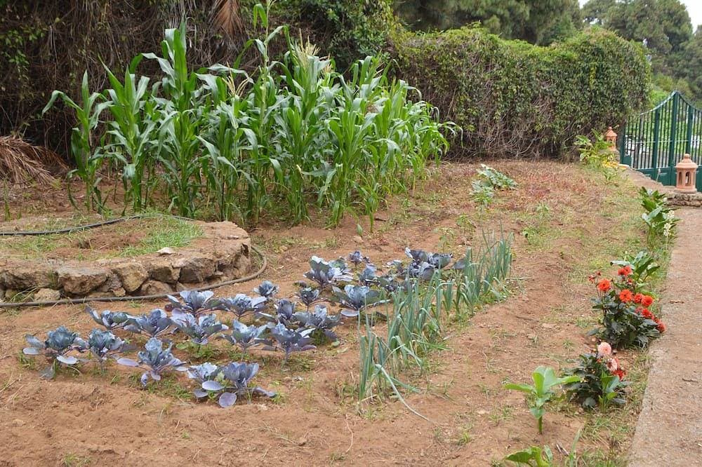 Foto 13 von 30: Finca im Norden Teneriffas / Finca im Norden
