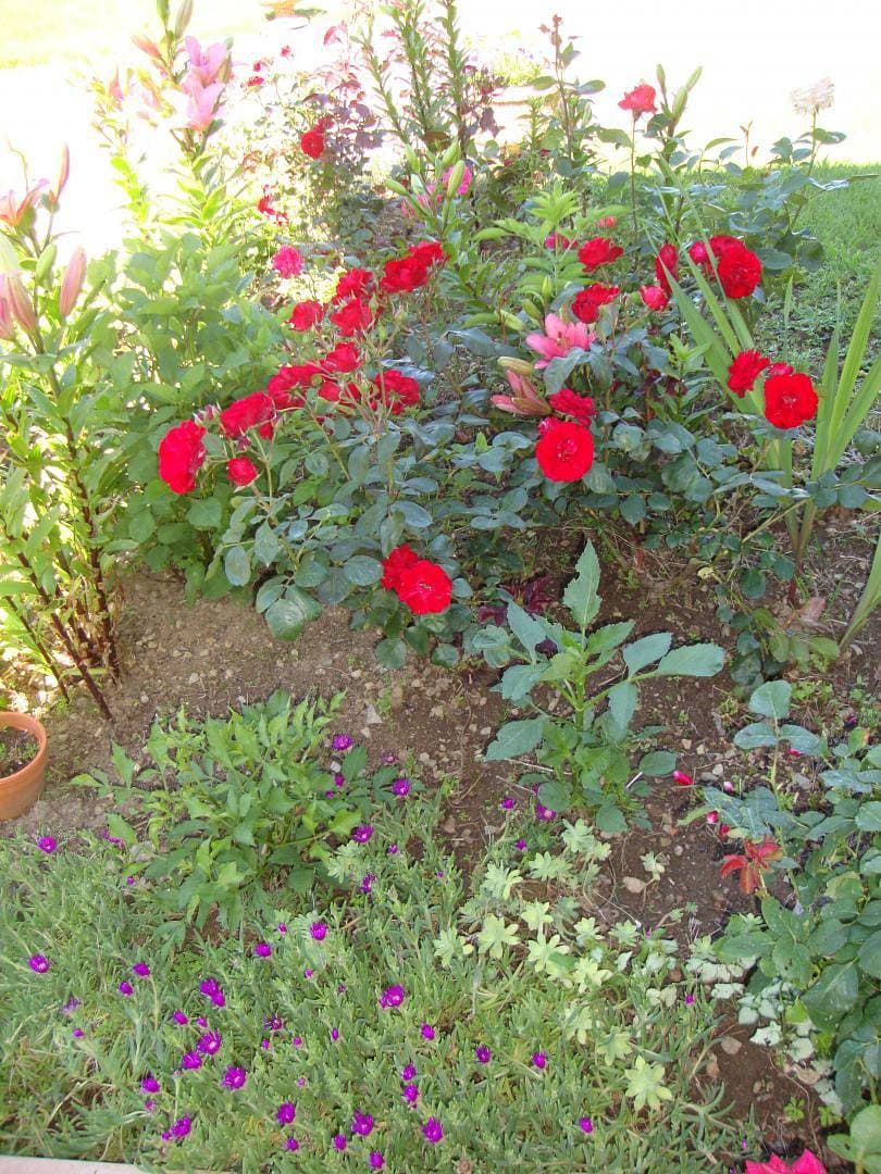 Foto 4 von 11: Violette