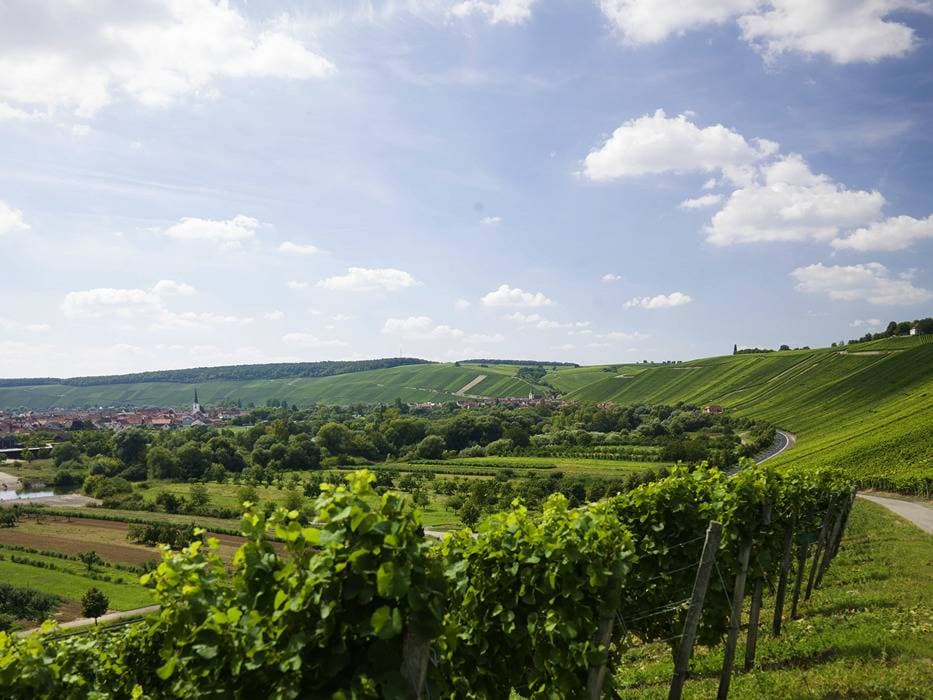 Foto 2 von 8: Weingut - Ferienwohnung Rudloff - Nordheimer Vögelein