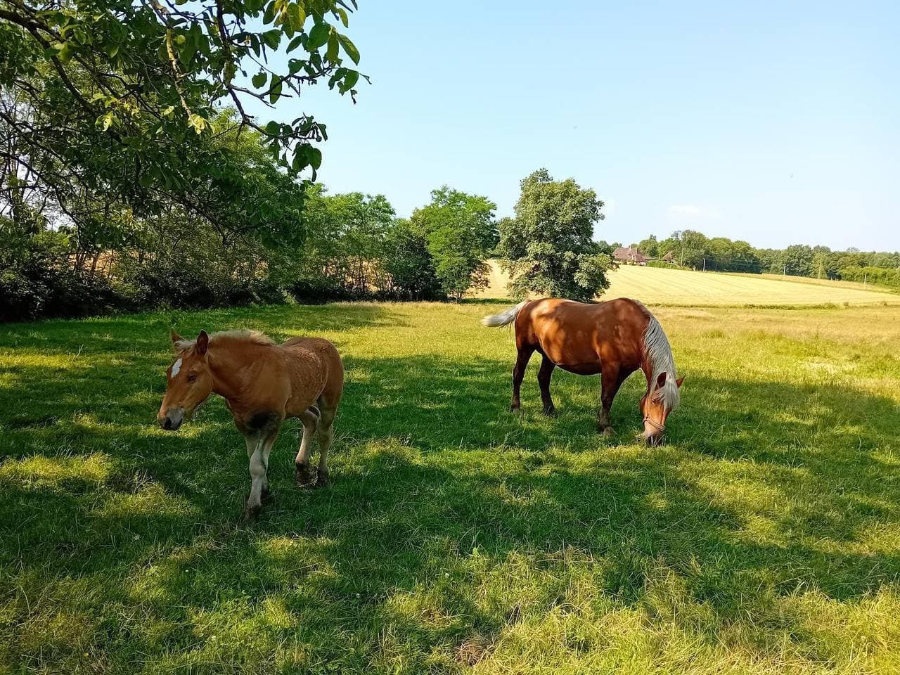 Foto 4 von 16: Gîte aux Cheveau