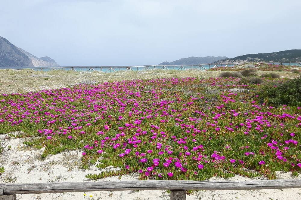 Foto 13 von 30: Entspannen Sie sich in der wunderschönen Meer und Sardinien