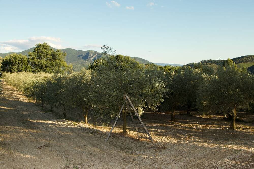 Foto 13 von 21: Mas provençal La Serallère in the heart of olive groves