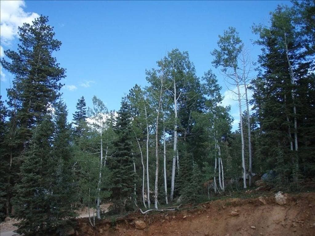 Foto 4 von 49: Fabulous Find / Neu King CozyCondo Eingebettet in thePines / Hikn '/ Central / Bryce / ZionGem