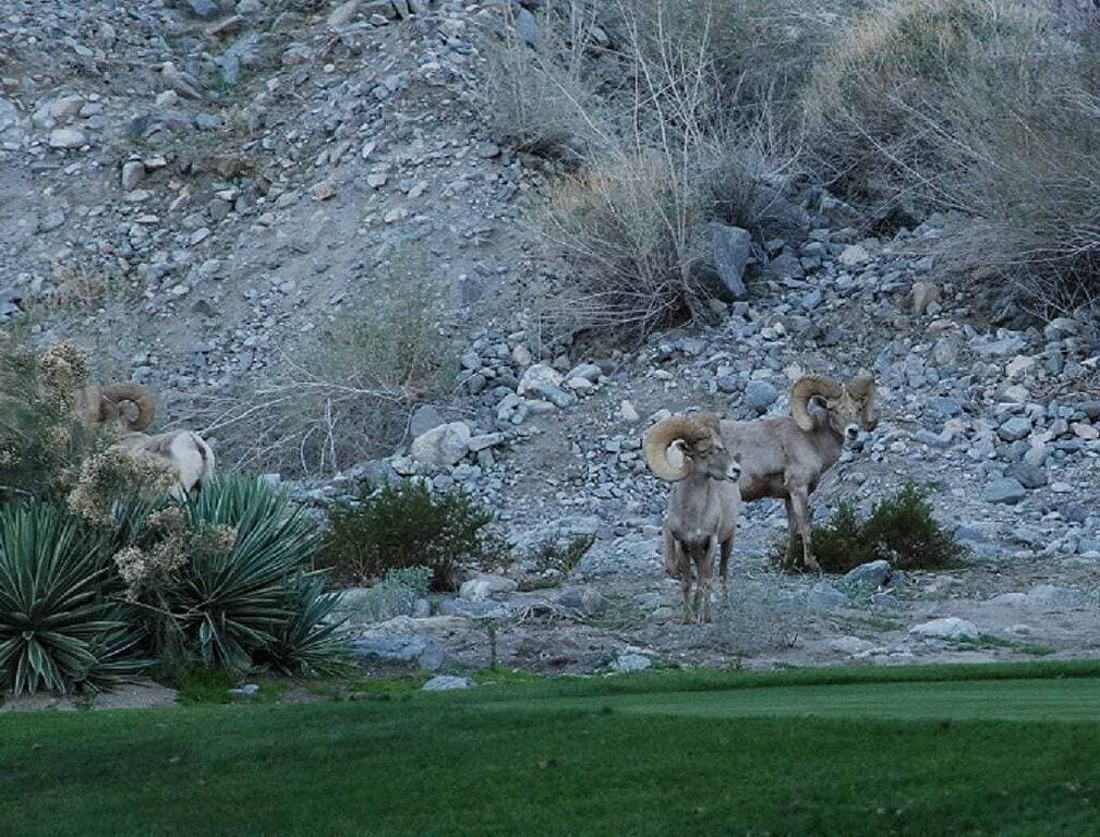 Foto 10 von 49: Luxus am See Pga West Townhome mit unglaublichem Blick / Private Courtyard Spa