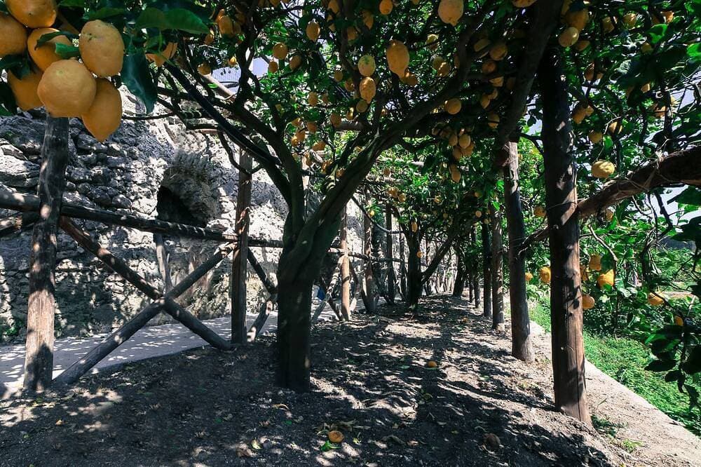 Foto 11 von 12: Poggio Angelarosa: double room in lemon garden on the hills of the Amalfi Coast
