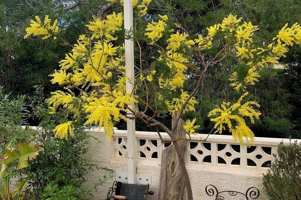 Foto 10 von 30: Gepflegtes, charmantes Haus + Garten, 4 P, Wintertermine kurzfristig wieder frei
