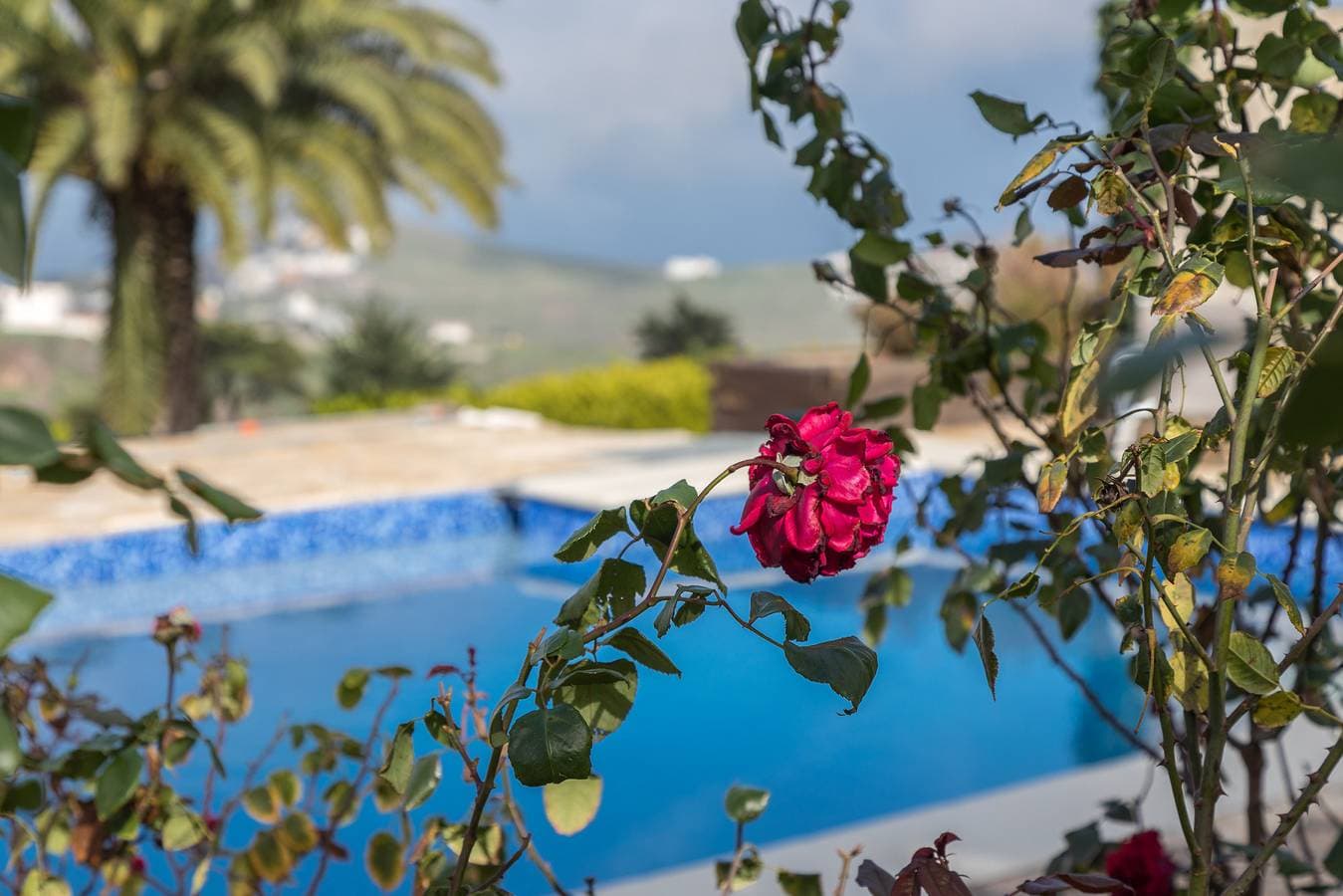 Foto 11 von 34: Los Paredones Farm - Private Pool - Garden