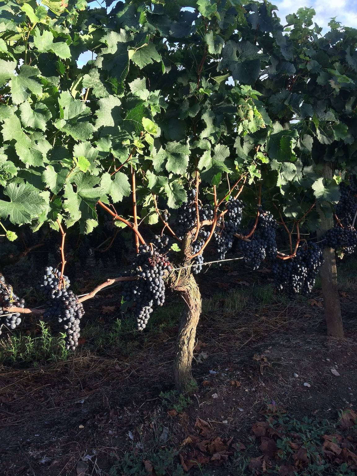 Foto 8 von 10: Gästehaus 'Au Plus Proche Des Vignes' mit privater Terrasse und WLAN