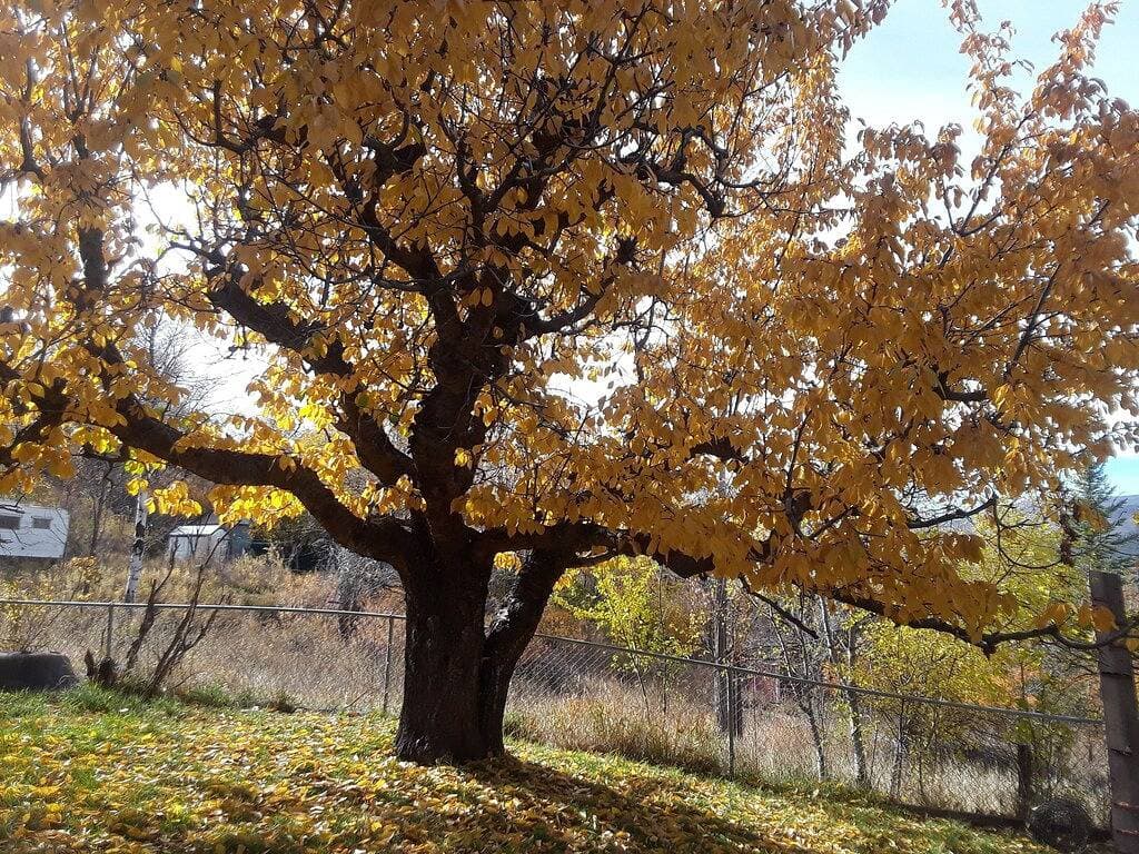 Foto 5 von 10: Catalpa Cottage is named after the giant Catalpa trees surrounding the cottage ~