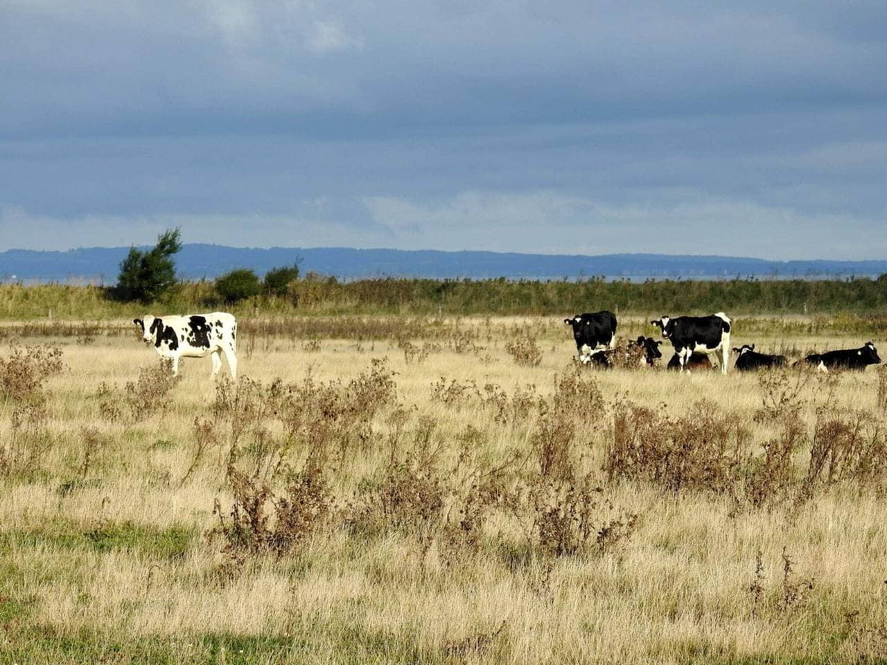 Foto 6 von 42: 4 Personen Ferienhaus in Bogense