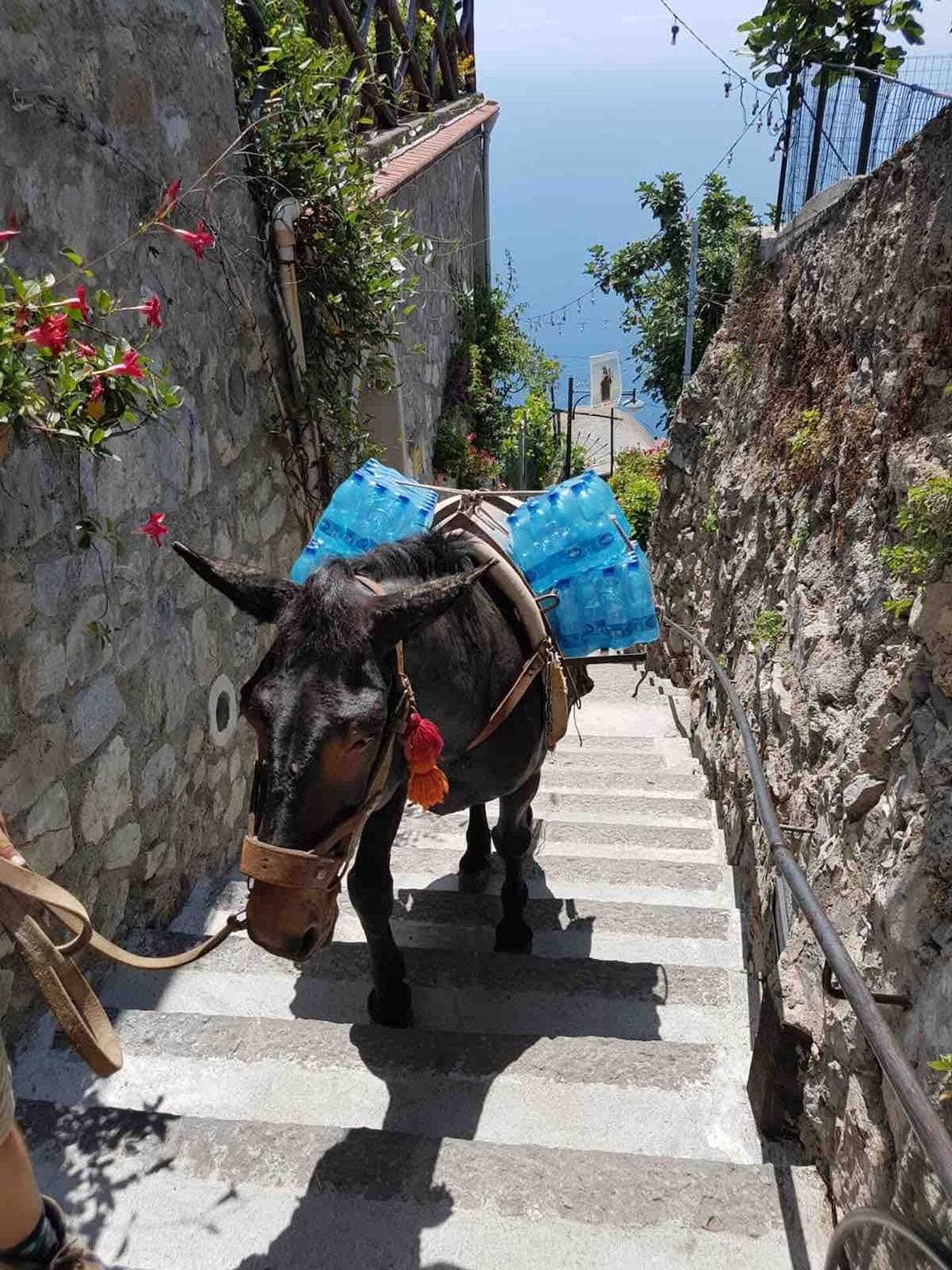 Foto 12 von 31: Goat Path