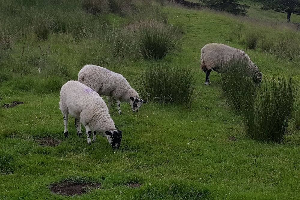 Foto 13 von 27: Watergreens Farm, Ca9 3Ld Selbstversorger-Unterkünfte in Cumbria