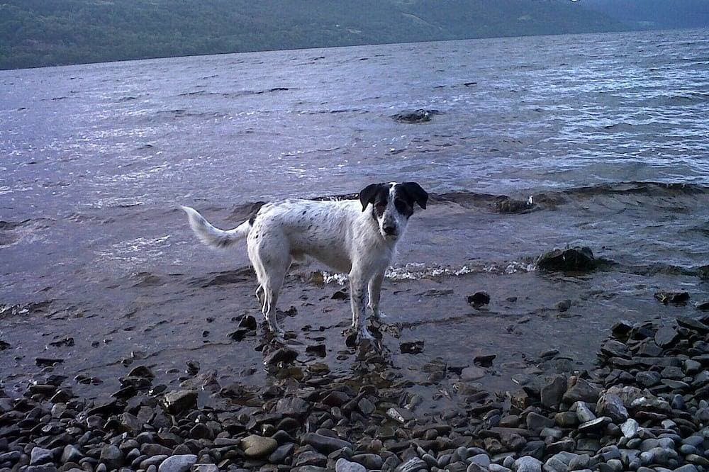 Foto 11 von 27: Schöne Forstwirte Hütte, tolle Loch Ness Ansichten, Privatstrand, Haustiere erlaubt