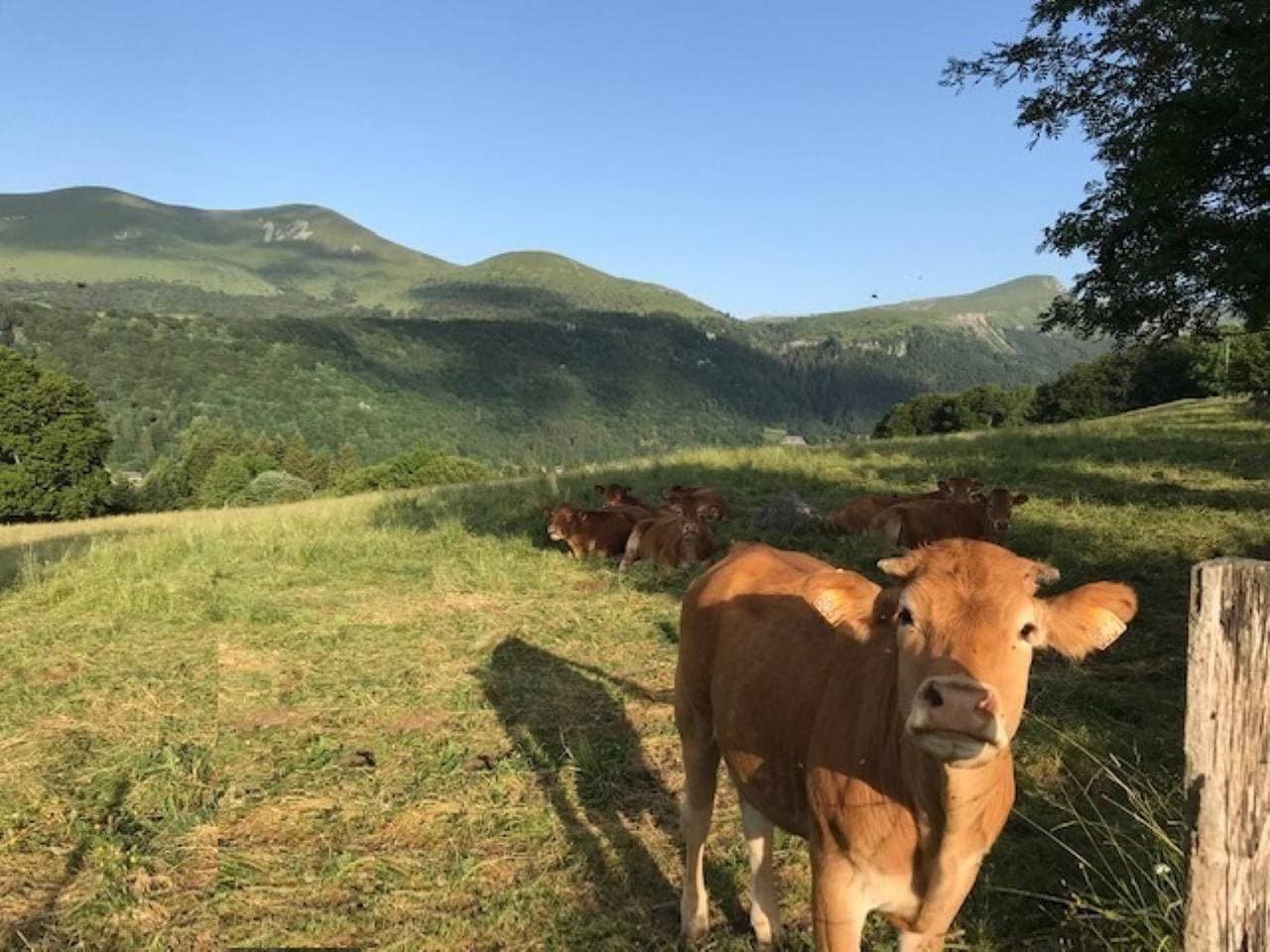 Foto 10 von 13: La Bourboule: Gemütliche 2-Zimmer-Wohnung mit Terrasse und Balkon, nahe Zentrum und Thermen