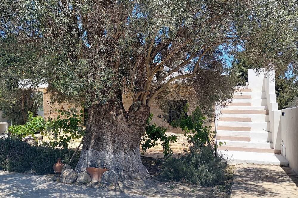 Foto 10 von 27: Ruhig gelegen, inmitten von alten Olivenbäumen mit privatem Pool und Garten!