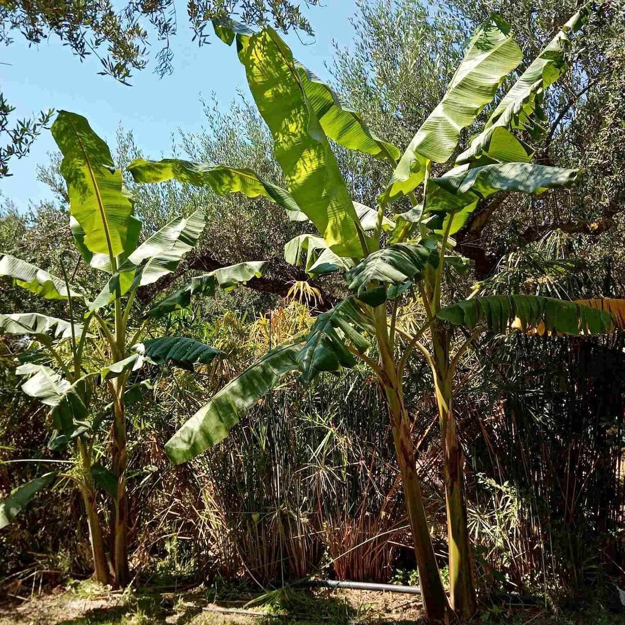Foto 6 von 54: Ferienhaus für 3 Personen mit Garten