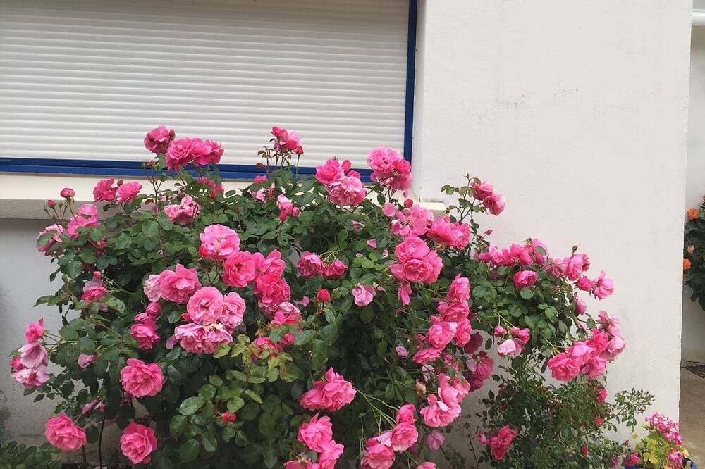 Foto 10 von 30: Jolie Maison Bleue Im Zentrum von Pont Aven nahe Geschäften und Museum