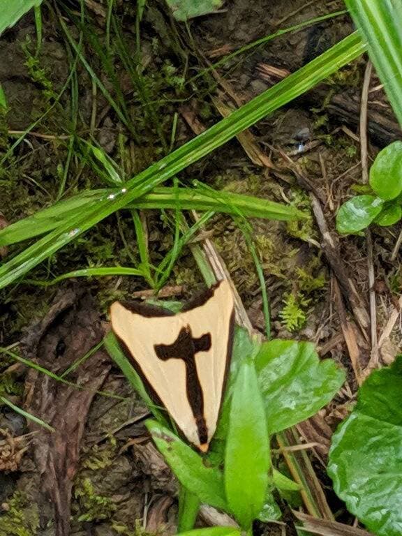 Foto 8 von 35: Hocking Hills, gemütliche abgelegene Hütte, Minuten zu Höhlen/WLAN/Haustierfreundlich!