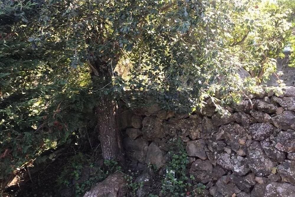Foto 12 von 30: Wunderschönes Blockhaus auf einer ruhigen kanarischen Finca, umgeben von Avocados und Reben