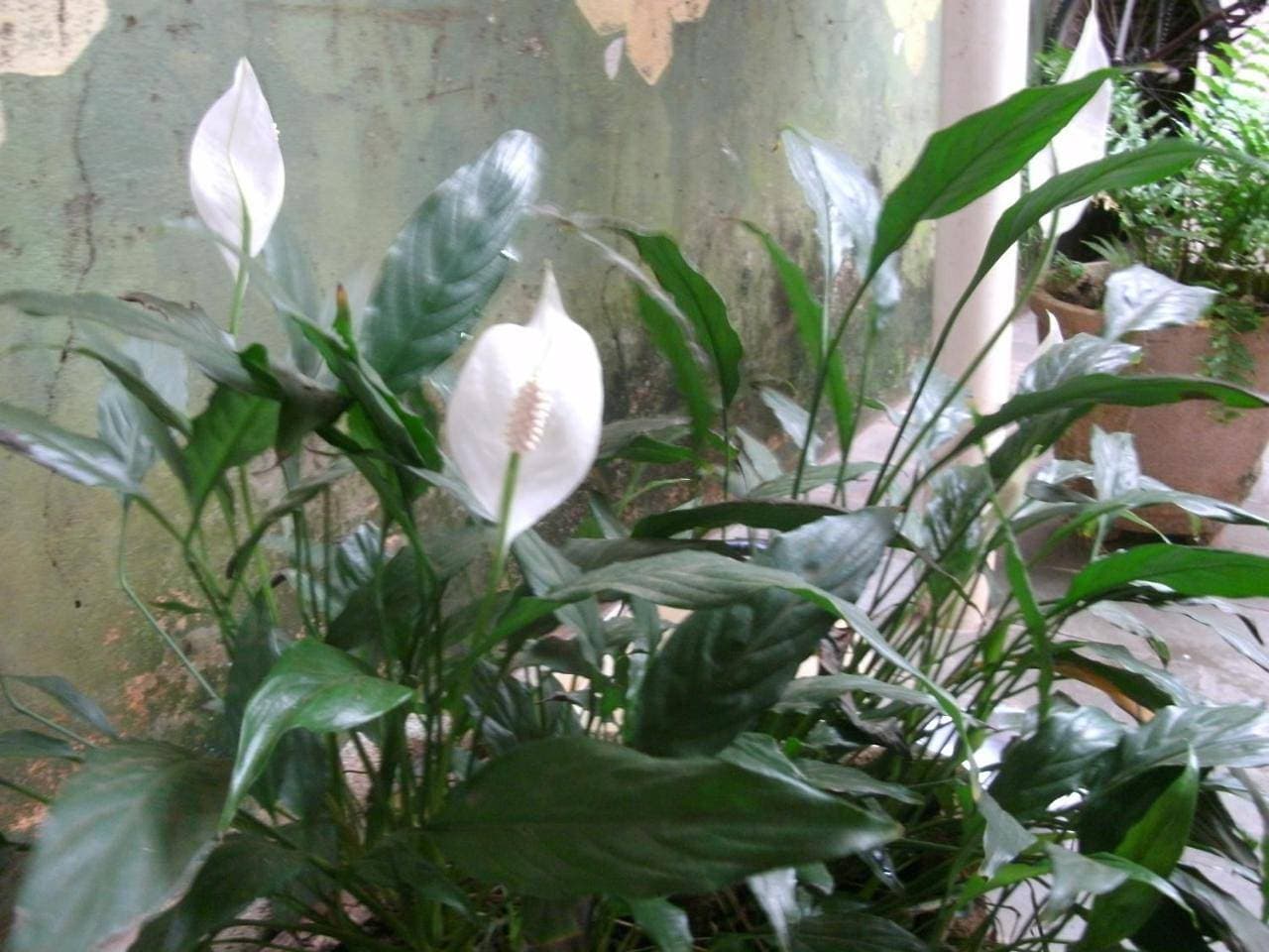 Foto 10 von 45: Studio with Garden View