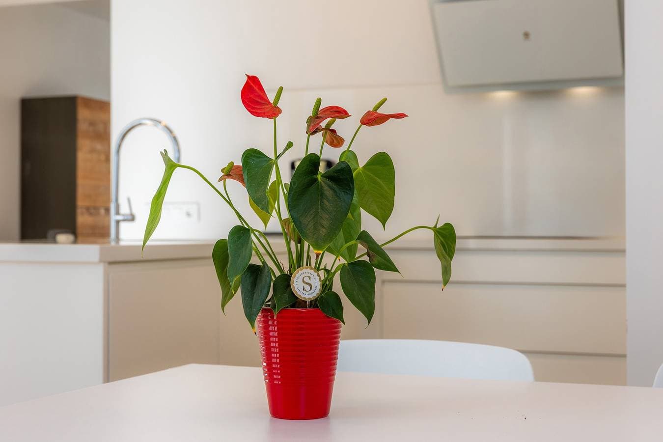 Foto 8 von 35: Ferienwohnung Ca Na Tonina Ref 7000 mit privater Terrasse, WLAN und Klimaanlage