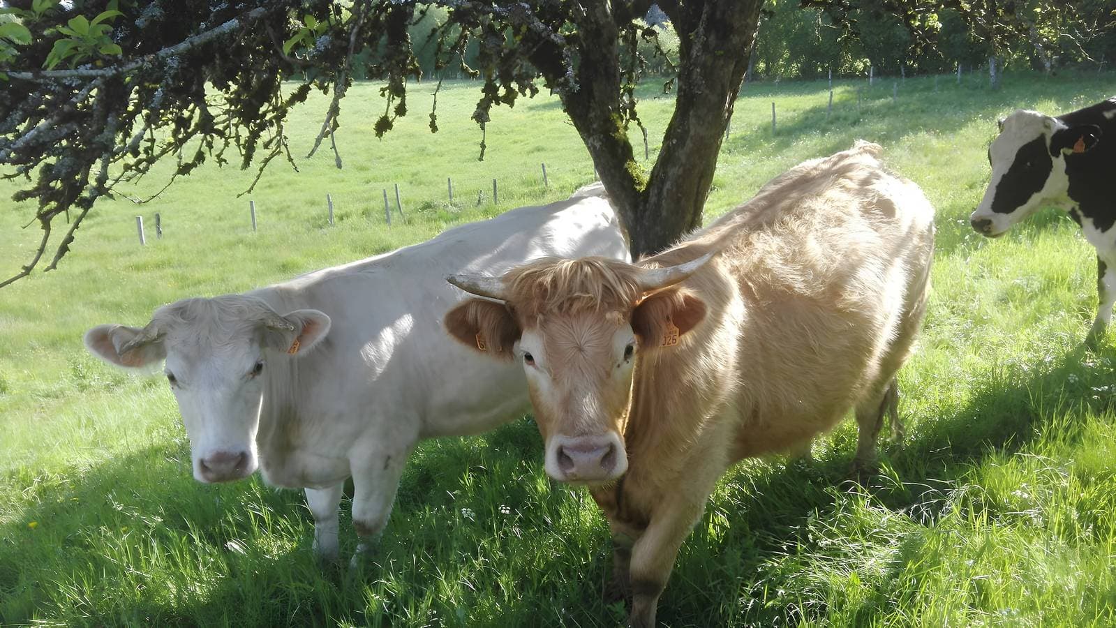 Foto 11 von 14: Gîte im Herzen der Natur mit privatem Garten