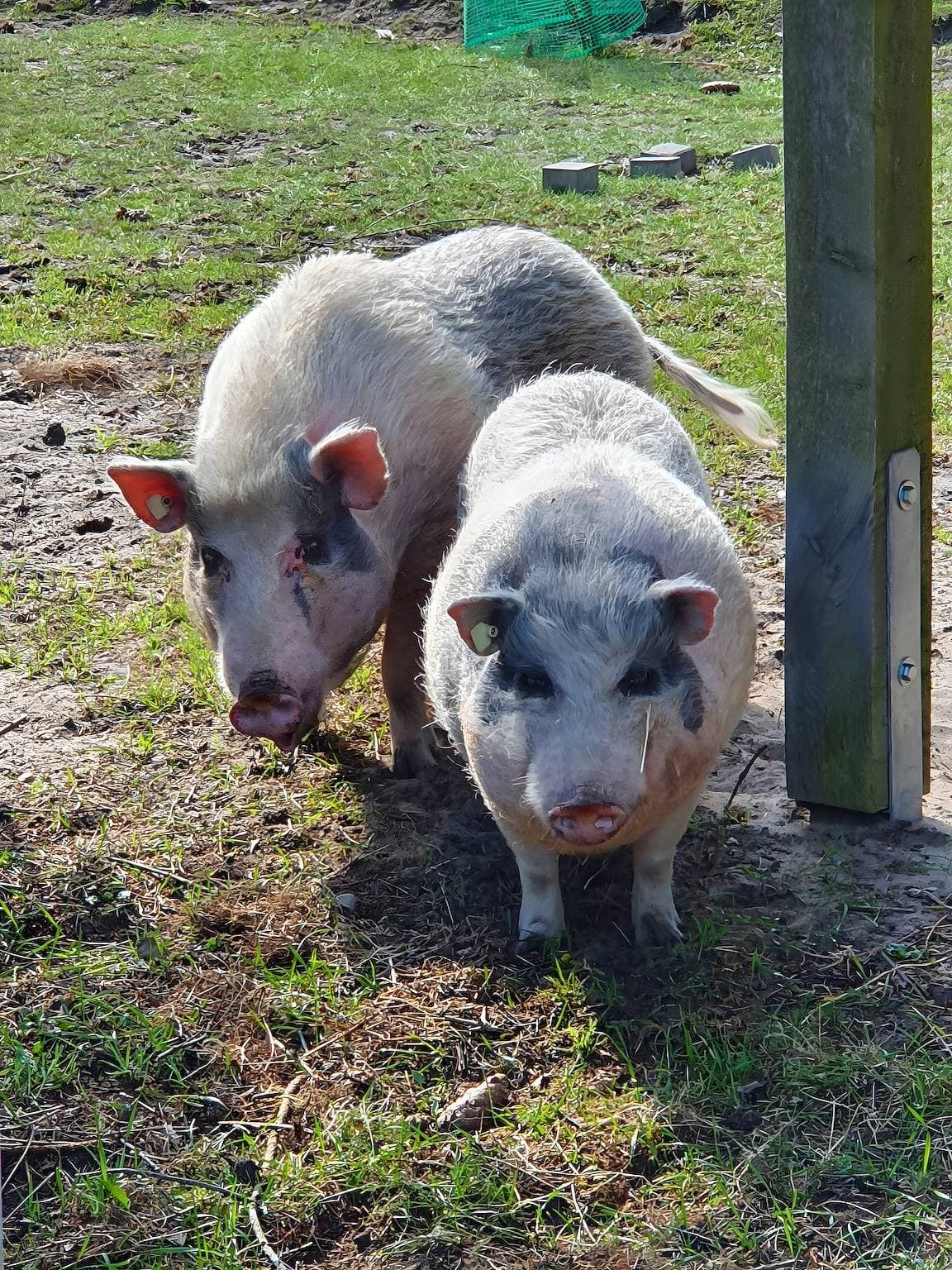 Foto 13 von 25: Ferienwohnung 'Gnadenhof Saale Wittgenstein' mit Gemeinschaftsterrasse, Privatem Garten und Wi-Fi
