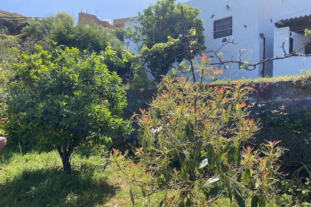Foto 13 von 30: Wunderschönes Blockhaus auf einer ruhigen kanarischen Finca, umgeben von Avocados und Reben