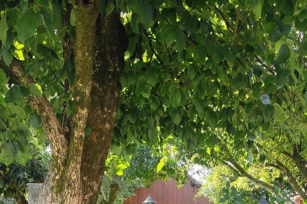 Foto 11 von 17: Casa Da Praça - Ruhe und Komfort zu einem fantastischen Preis